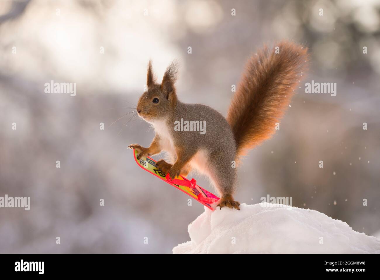 red squirrel with tail up on a Snowboard Stock Photo