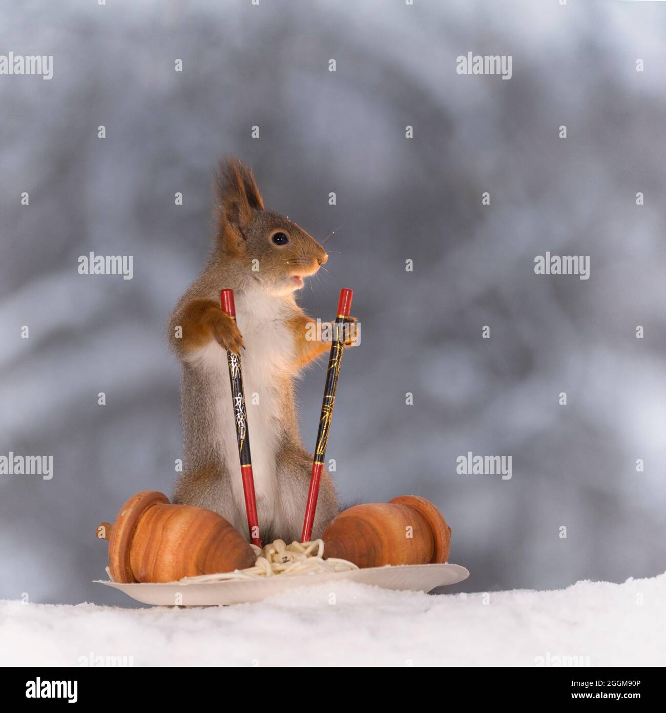 red squirrel hold two Chopsticks on noodles and acorn plate Stock Photo