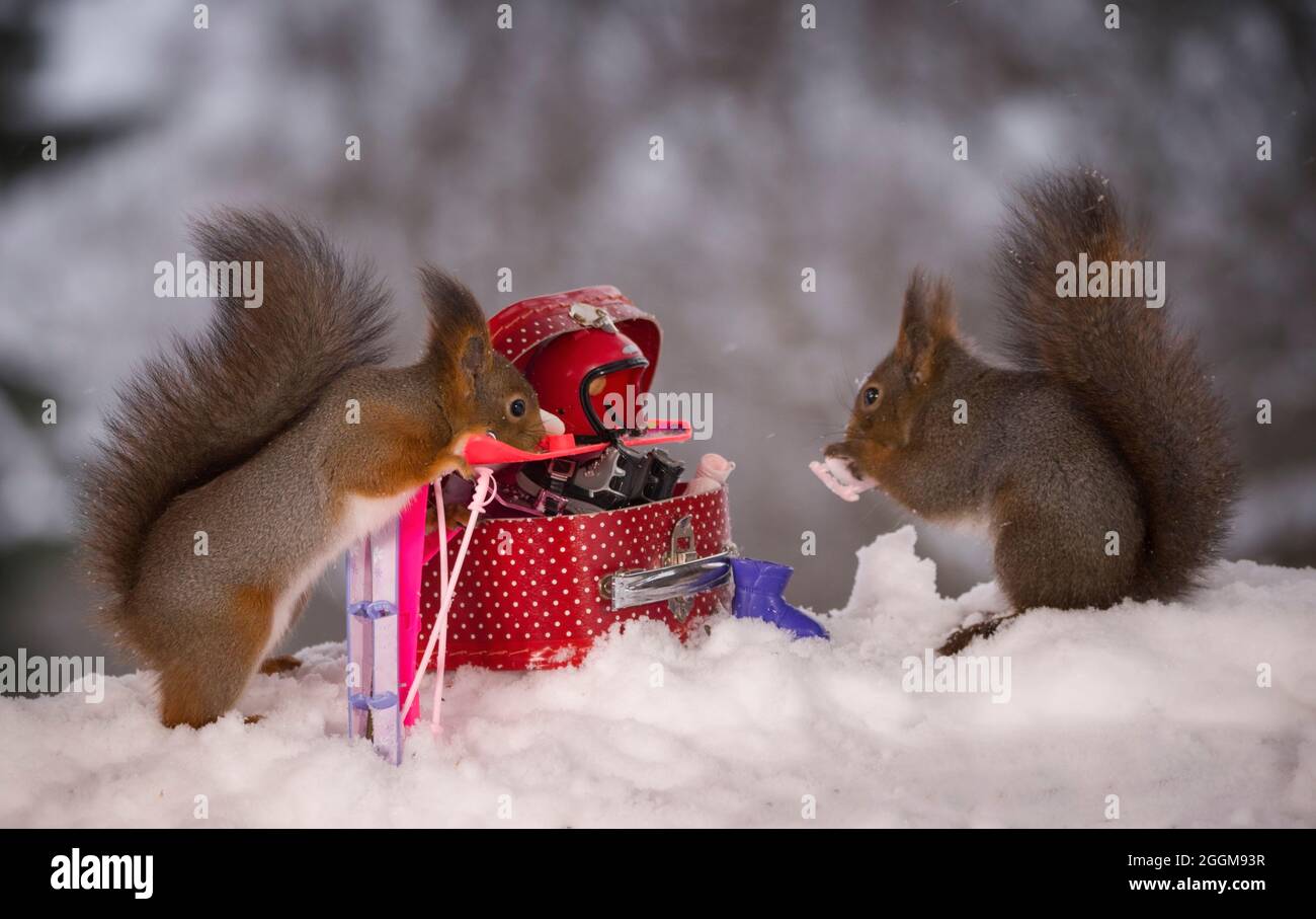 red squirrel with a suitcase filled with winter sport articles Stock Photo