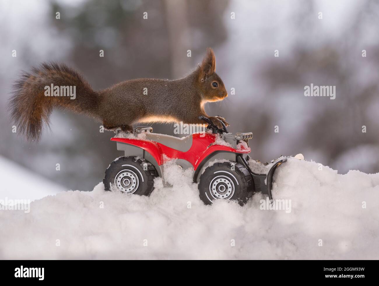red squirrel on a Quadbike with snowplough Stock Photo