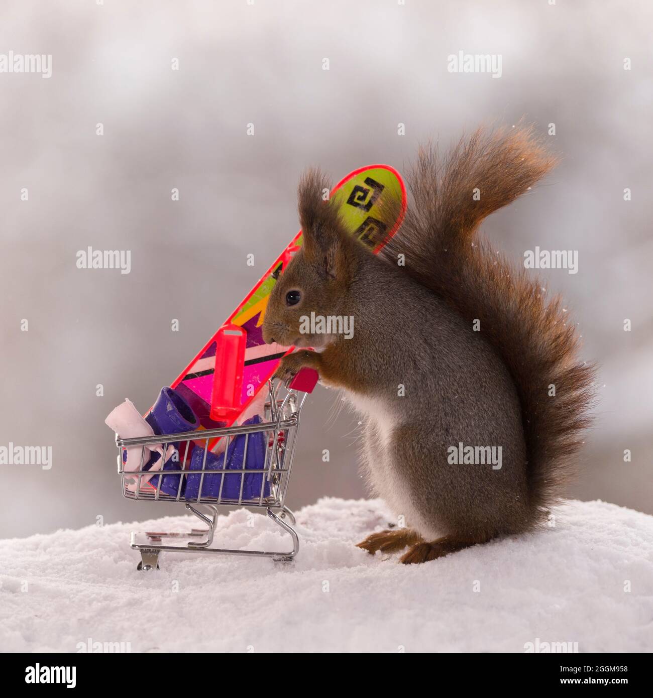 red squirrel stands with a shopping cart with winter sport articles Stock Photo