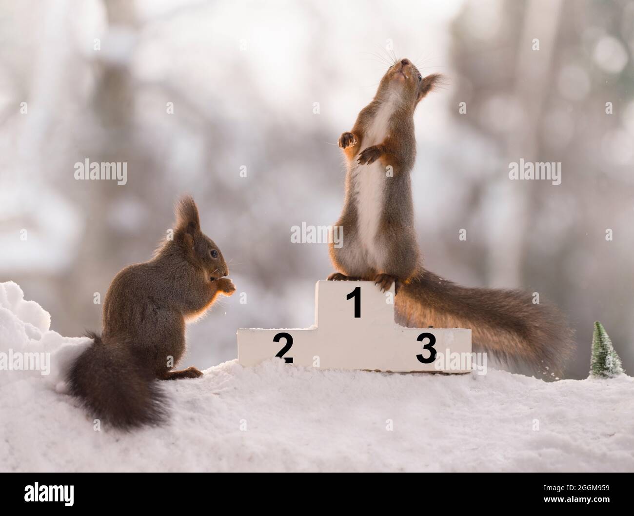 red squirrel on a podium with winter games Stock Photo