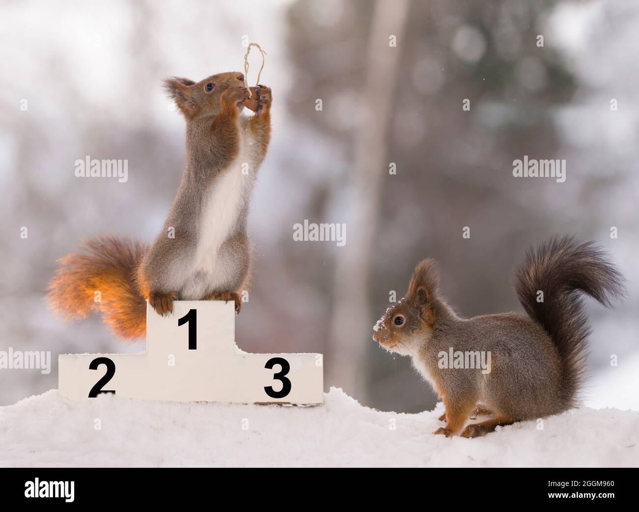 red squirrel stands on a podium with winter games Stock Photo