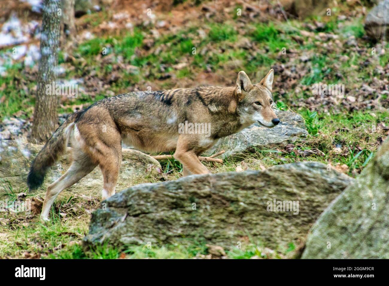 An alert American Red Wolf in its habitat at the Western North Carolina Nature Center in Asheville. Stock Photo