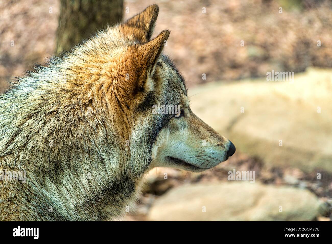 An American Red Wolf in profile in its habitat at the Western North