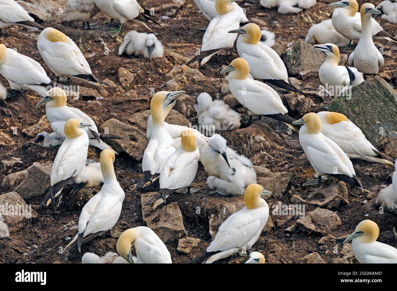 Nesting Colony of Northern Gannets on St Mary Island in Newfoundland Stock Photo