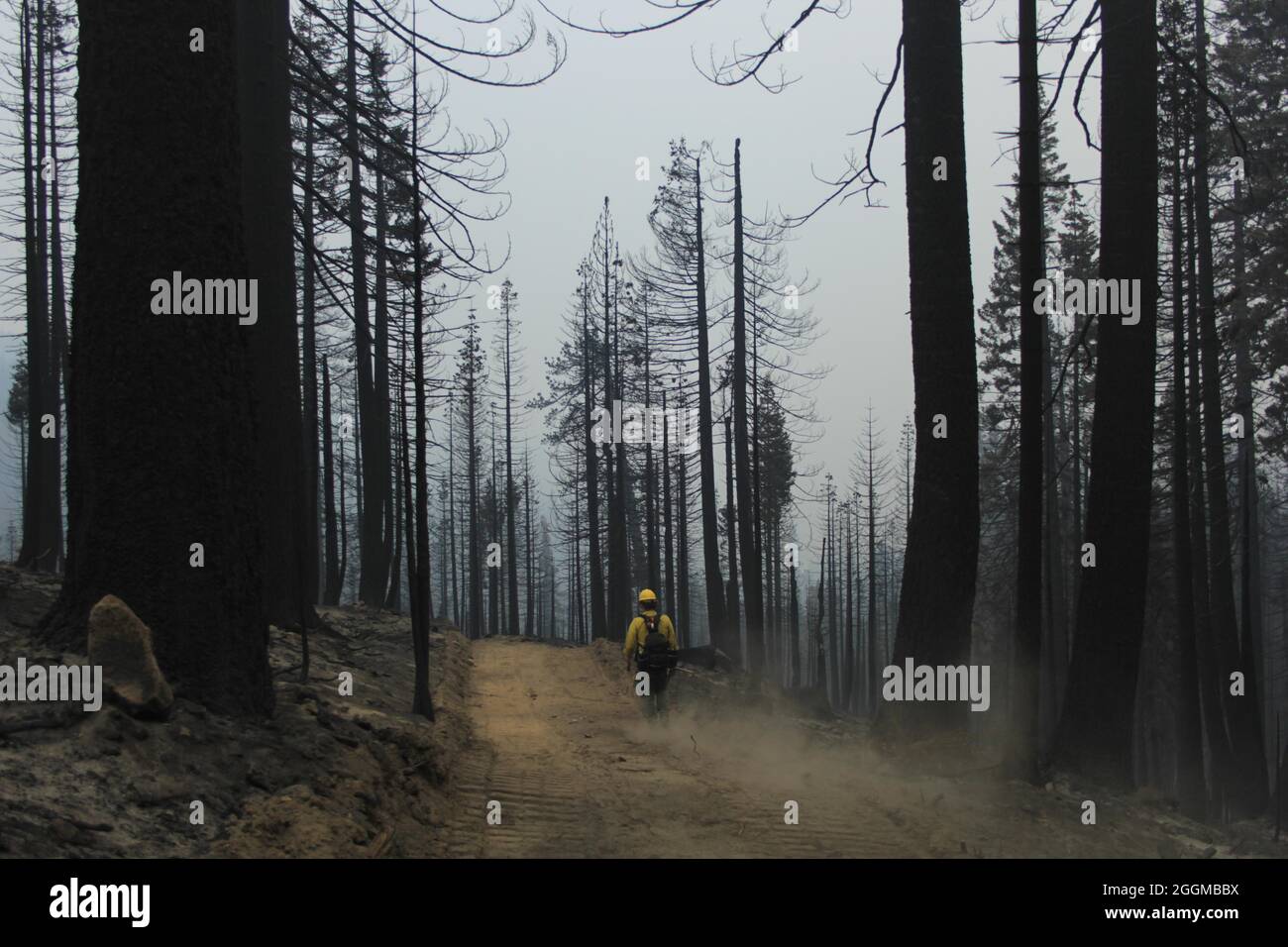 Firefighter Hiking Through Burned Area Surrounded by Snags   The Dixie Fire is a wildfire that burned Greenville, California to the ground and has burned 844,082 acres by the end of August, 2021 in California’s Butte, Plumas and Tehama Counties. The fire, which began July 13, 2021, is the largest single recorded fire complex in California history. Drought conditions in California have made the 2021 fire season extreme. Stock Photo