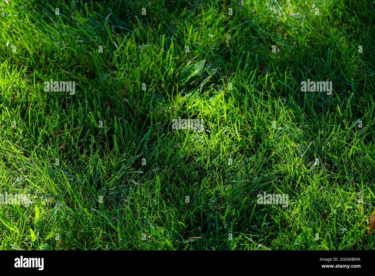 Top view of tall fluffy grass on the golf course. High quality photo Stock Photo