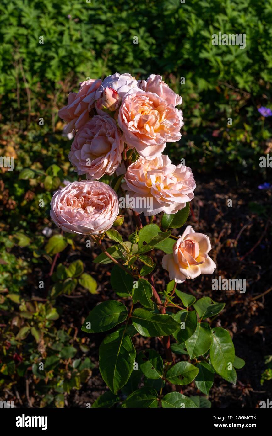 Closeup of flowers of sakura cherry tree in bloom, Edinburgh,Scotland,UK Stock Photo Alamy