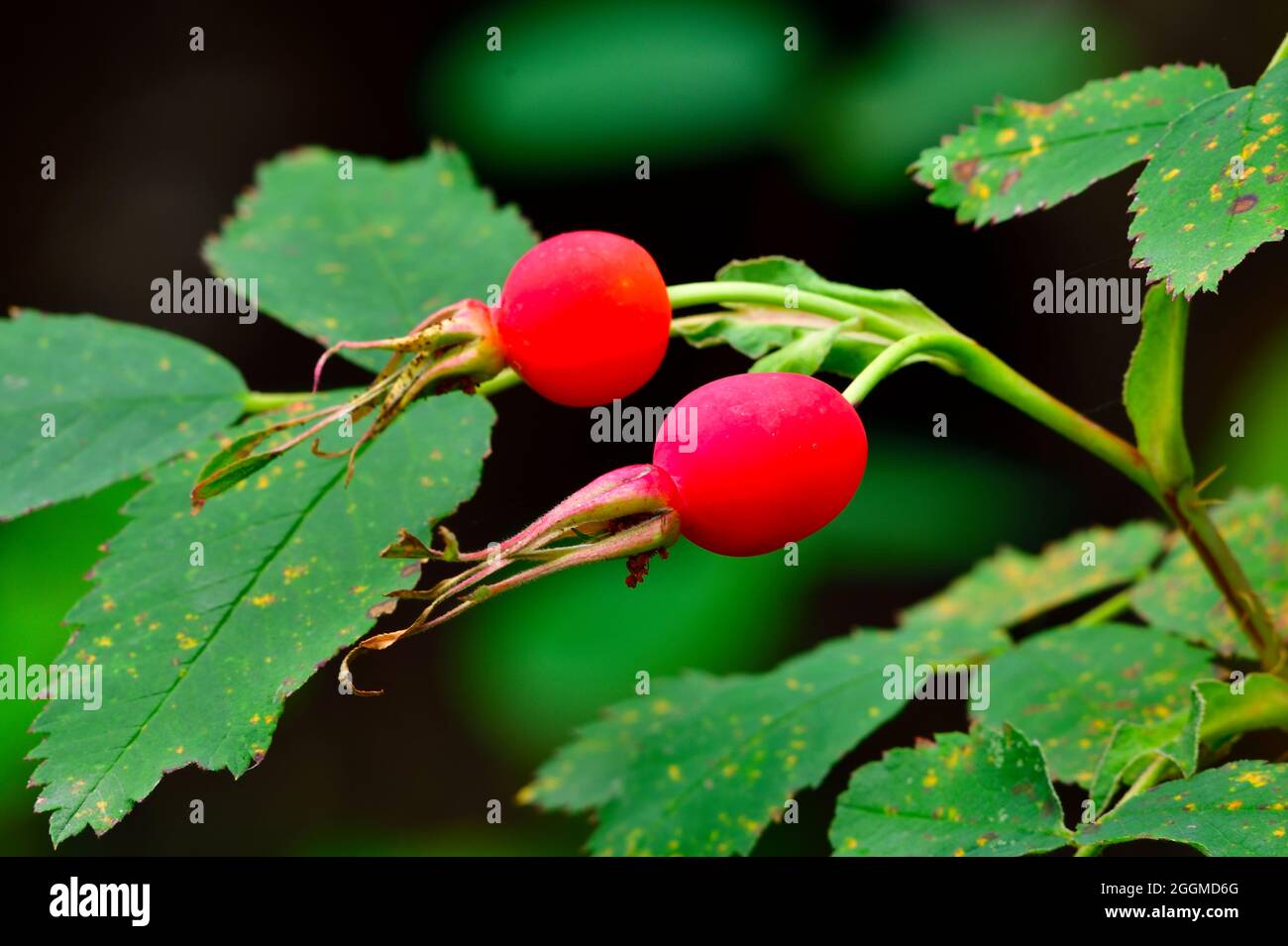 A landscape image of wild rose hips 'Rosa acicularis', plants growing in rural Alberta Canada Stock Photo