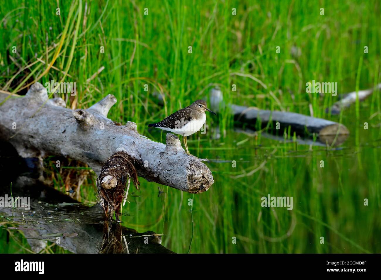 A solitary sandpiper 'Tringa solitaria', perched on a dead log in a marshy area  at the beaver boardwalk in Hinton Alberta Canada. Stock Photo