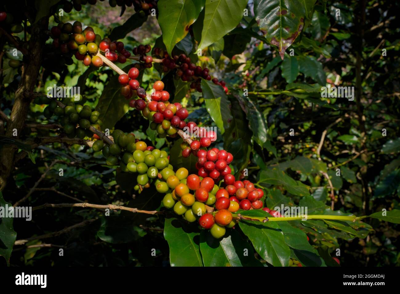 Raw or ripe red branch of Arabica and Robusta and organic coffee berries beans on tree. Farmer crop fruit at farm in Java. Coffee tree the plantations Stock Photo