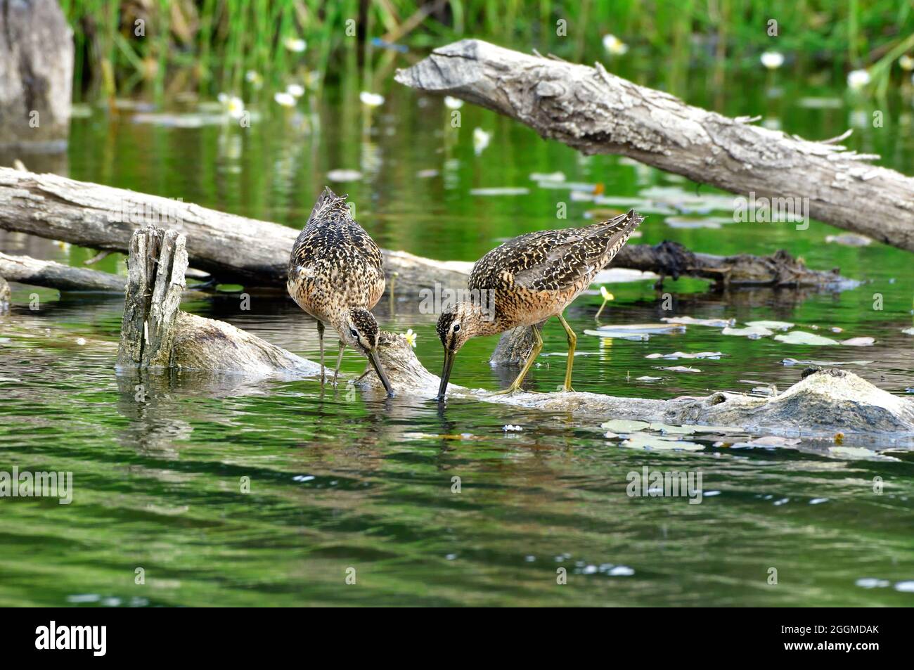 Two Long-billed Dowitcher shorebirds foraging at the beaver pond near Hinton Alberta Canada. Stock Photo
