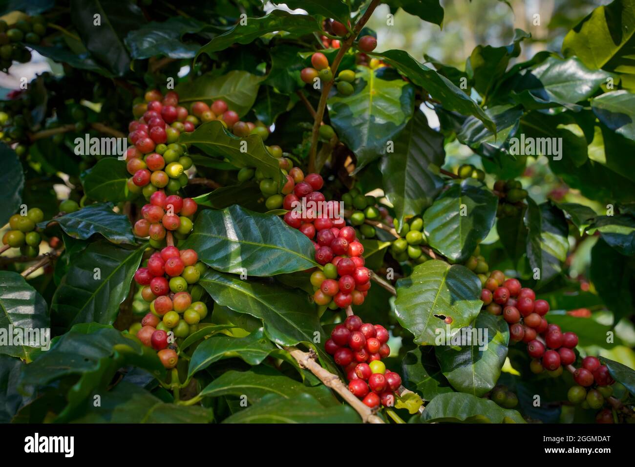 Raw or ripe red branch of Arabica and Robusta and organic coffee berries beans on tree. Farmer crop fruit at farm in Java. Coffee tree the plantations Stock Photo