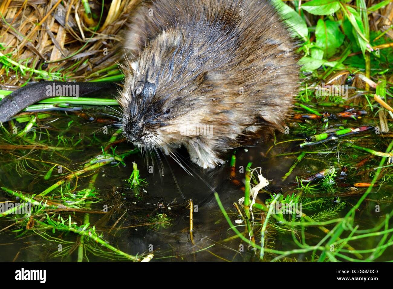 A wild muskrat 'Ondatra zibethicus', foraging along the edge of a beaver pond in rural Alberta Canada Stock Photo
