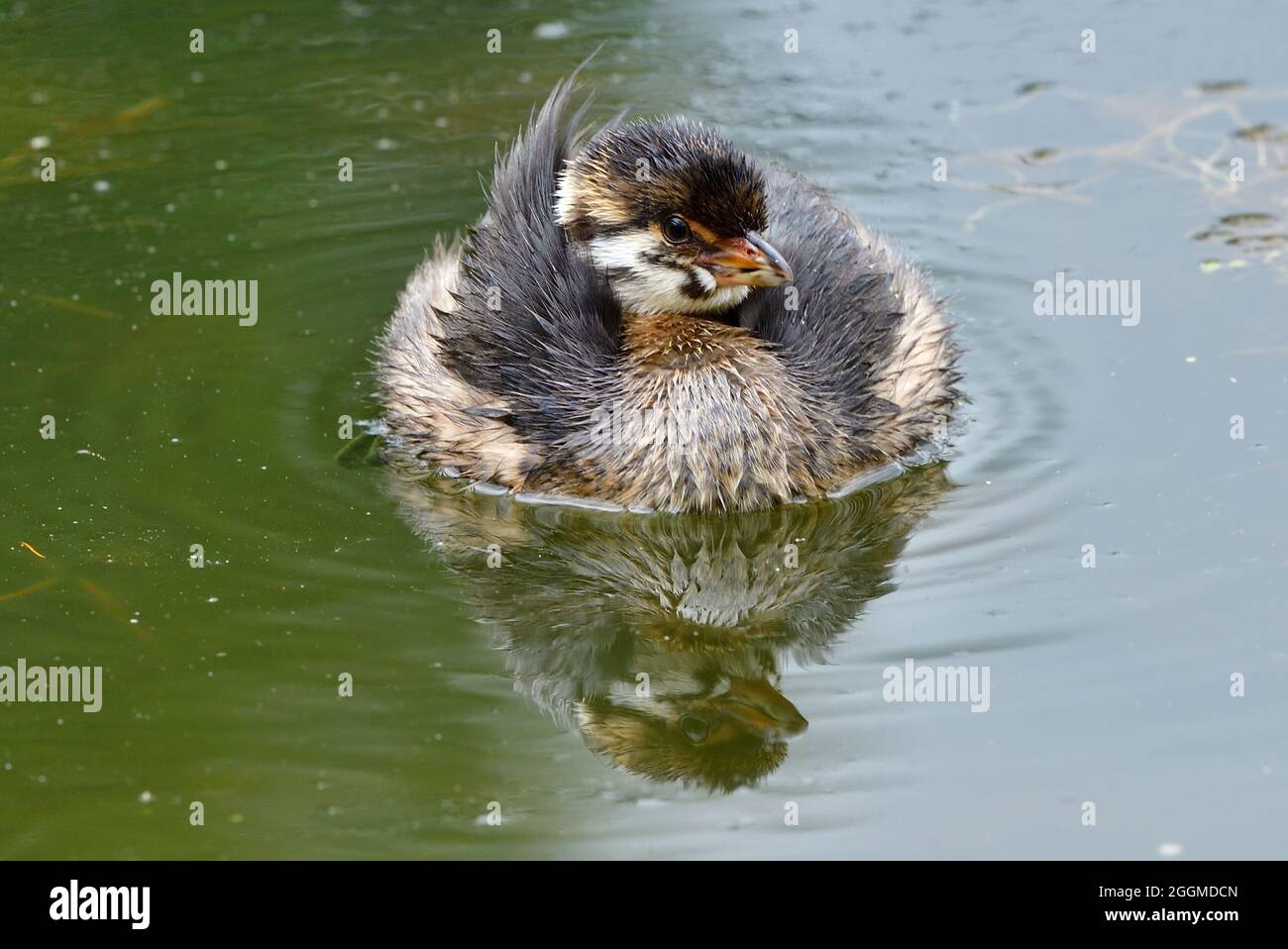 A pied-billed grebe chick  ' Podilymbus podiceps', floating on the still waters of a remote beaver pond in rural Alberta Canada. Stock Photo