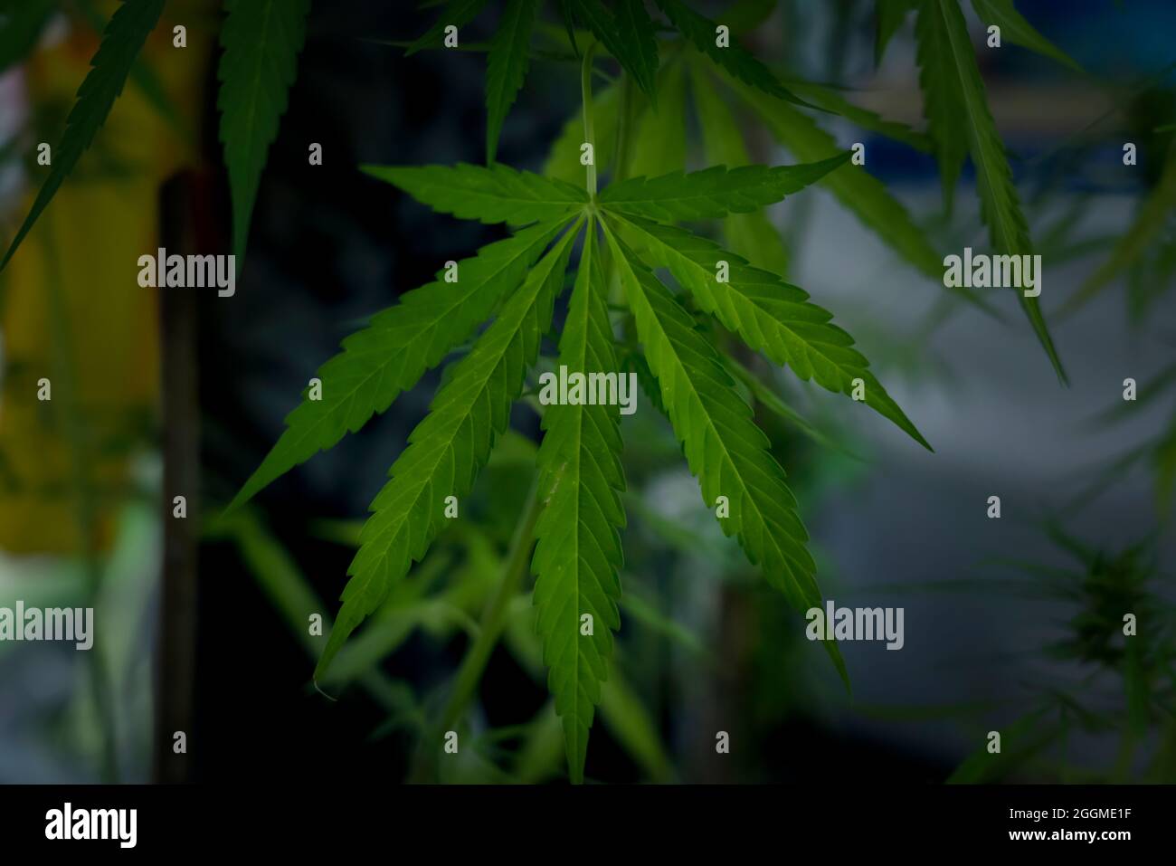 Marijuana green leaves on tree indoor cultivation. Cannabis plants