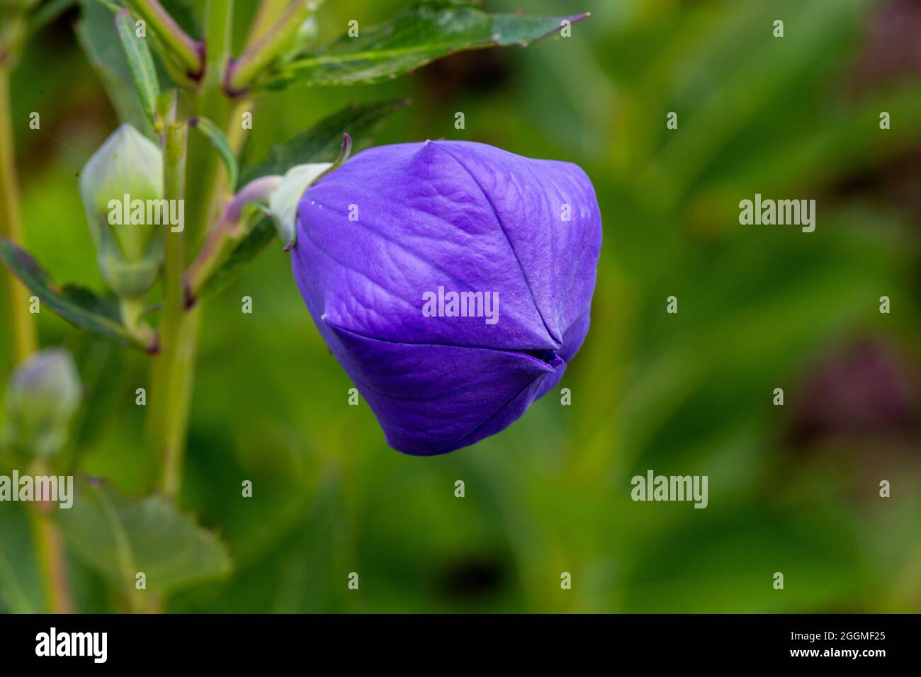 Purple balloon flower hires stock photography and images Alamy