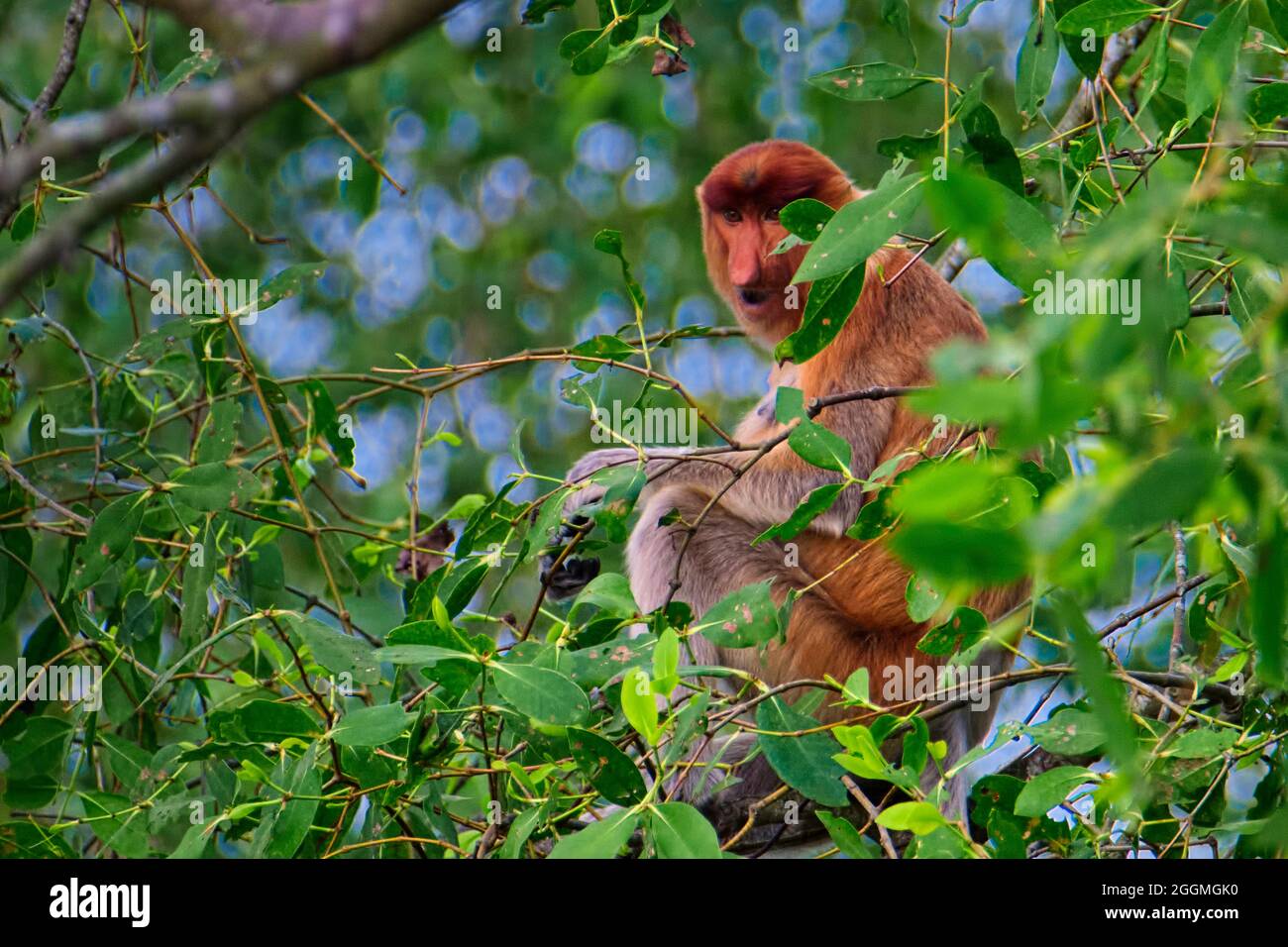 Their population in Bakut Island -- a 15.58-hectare delta in the middle of Barito River -- is expected to reach 60, divided into four groups.  Taken @ Stock Photo