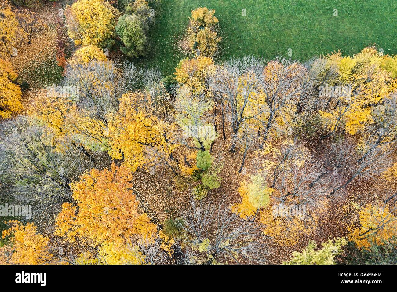 beautiful trees with yellow leaves in the park. vibrant colorful autumn landscape. aerial drone photo. Stock Photo