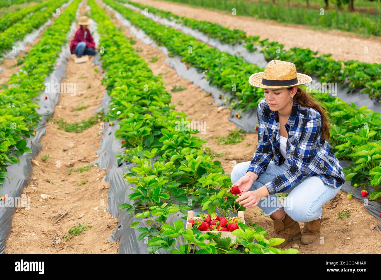 Woman farmer picking strawberry at farm field Stock Photo - Alamy