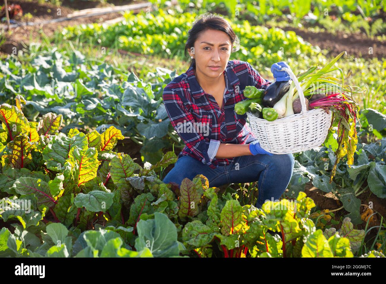 Portrait of woman farmer with basket of vegetables on field Stock Photo ...