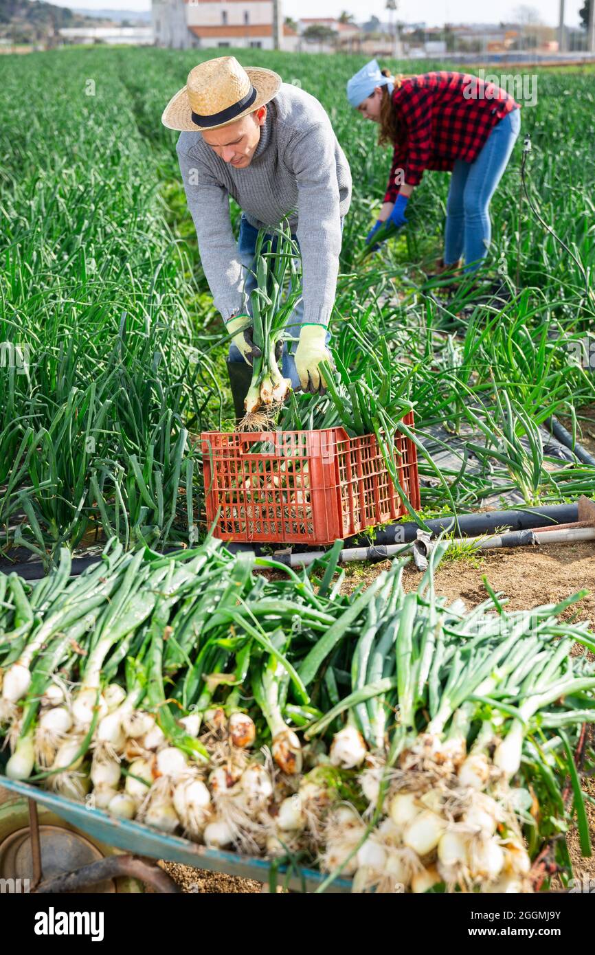 Workers harvesting onions hi-res stock photography and images - Alamy