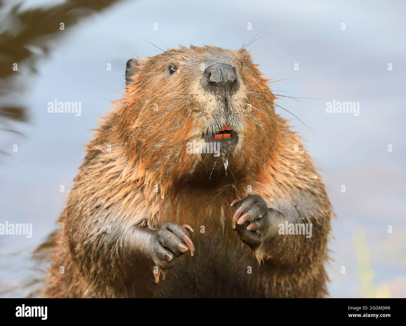 A close up portrait view of an North American beaver standing and smelling the air, Quebec, Canada Stock Photo