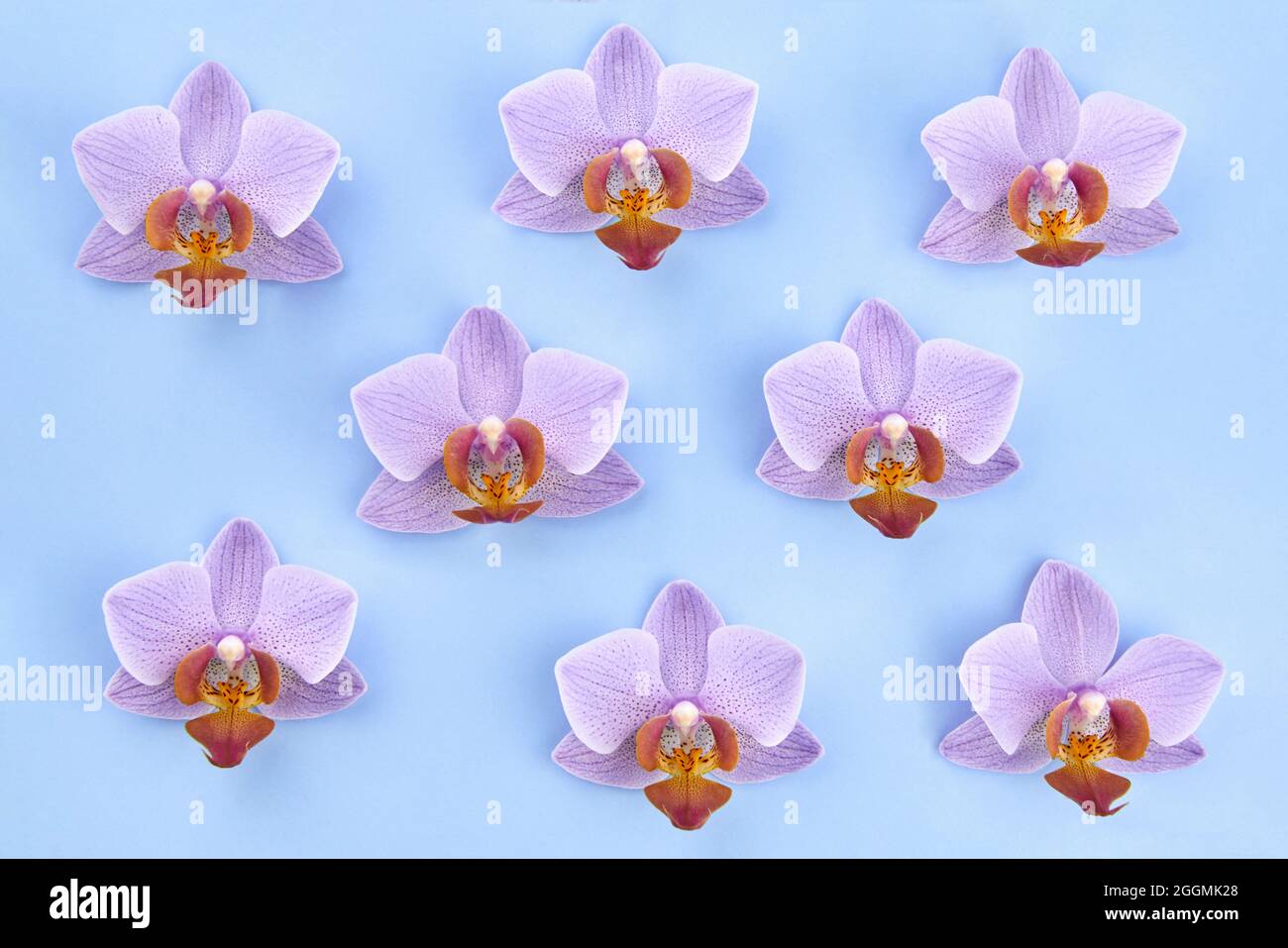 Orchid light blue background hi-res stock photography and images - Alamy
