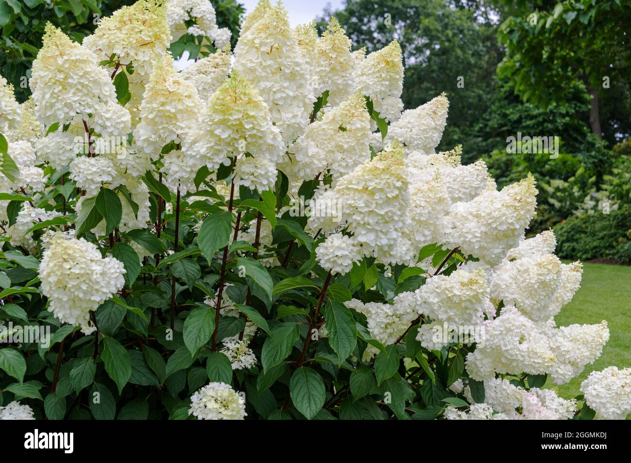 Hydrangea paniculata Vanille Fraise renhy, Hydrangea paniculata Hp100, Hydrangea paniculata, Hydrangeaceae. Creamy/white blooms in high summer. Stock Photo