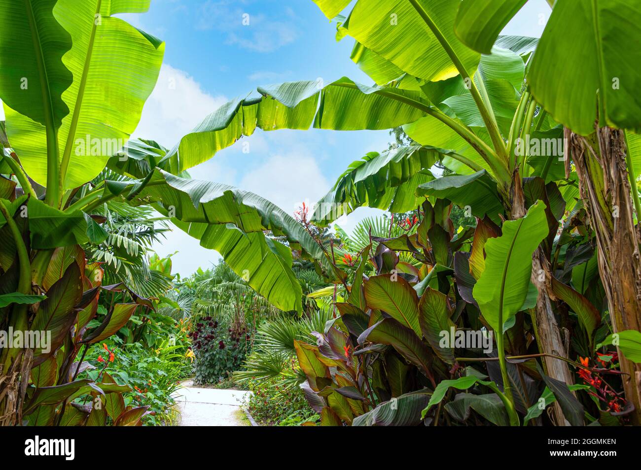 Garden foliage exotic hi-res stock photography and images - Alamy