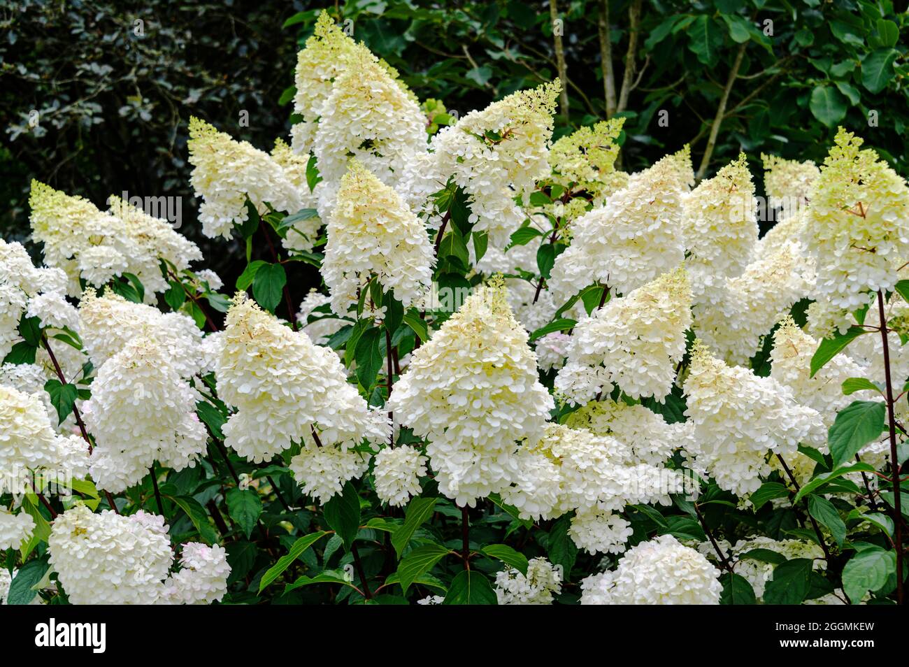 Hydrangea paniculata Vanille Fraise renhy, Hydrangea paniculata Hp100, Hydrangea paniculata, Hydrangeaceae. Creamy/white blooms in high summer. Stock Photo