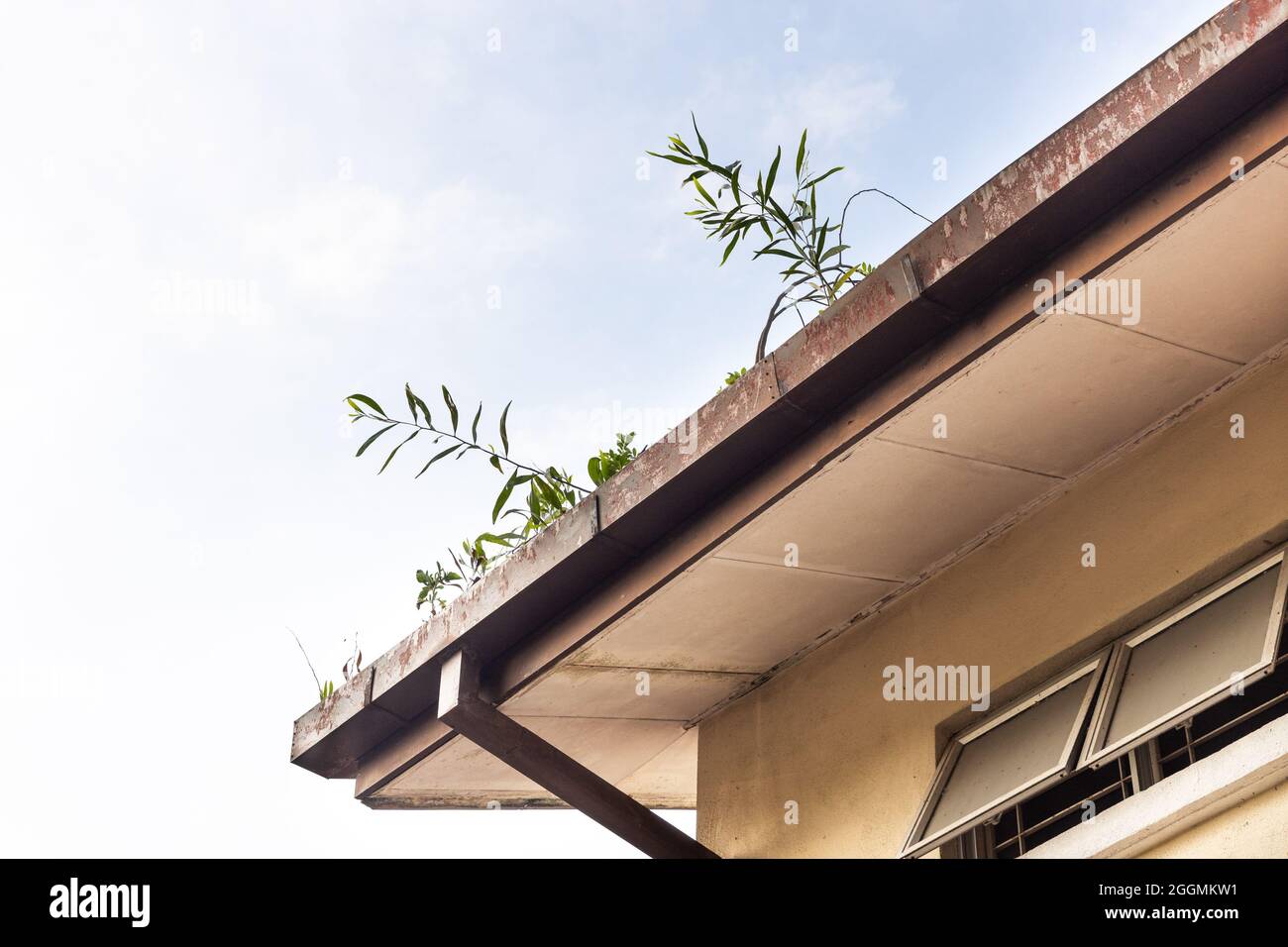 Clogged roof rain gutter full of dry leaf and plant growing in it with blue sky Stock Photo
