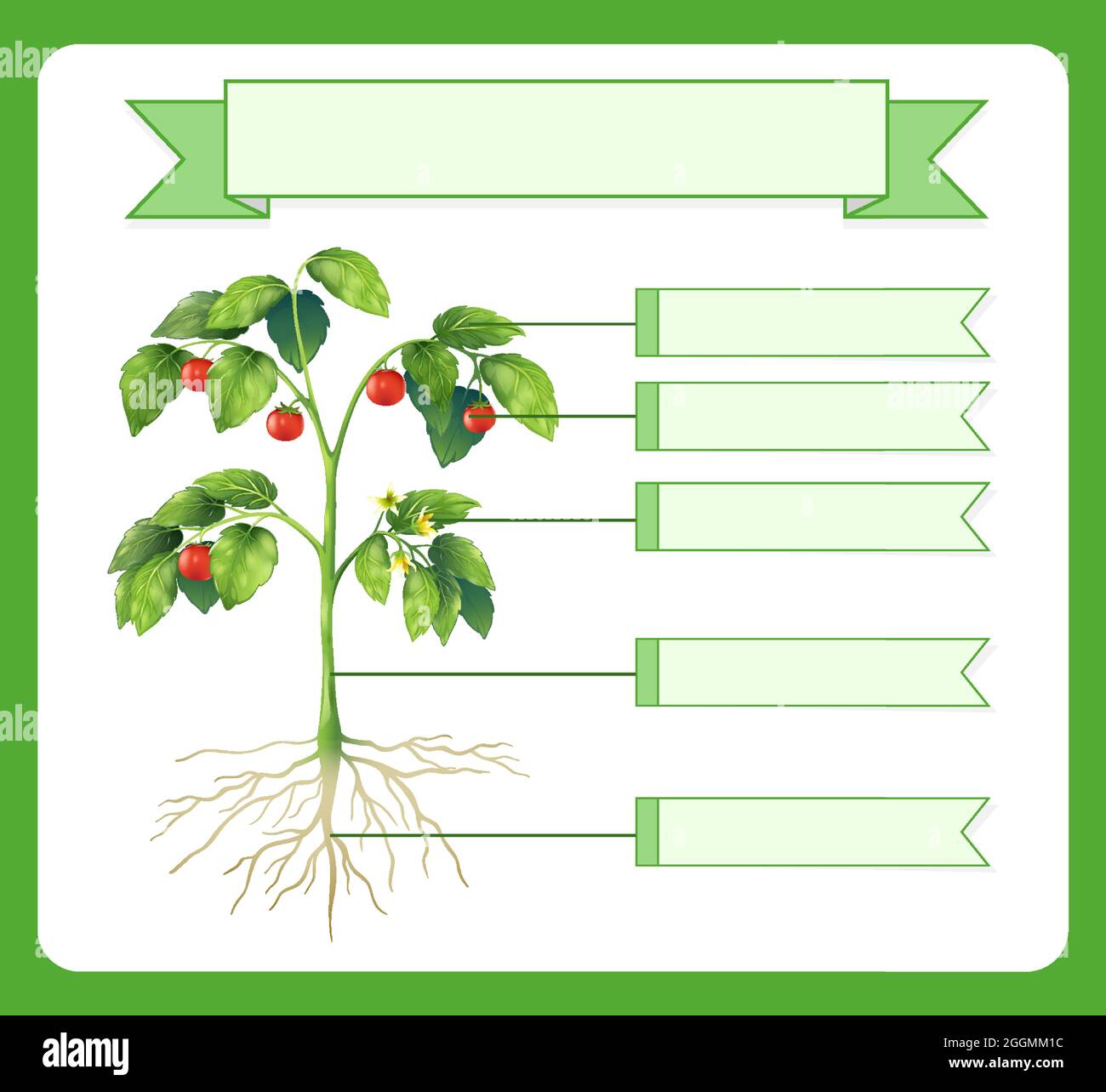 Write Parts Of A Plant Worksheet For Kids Illustration Stock Vector Image Art Alamy