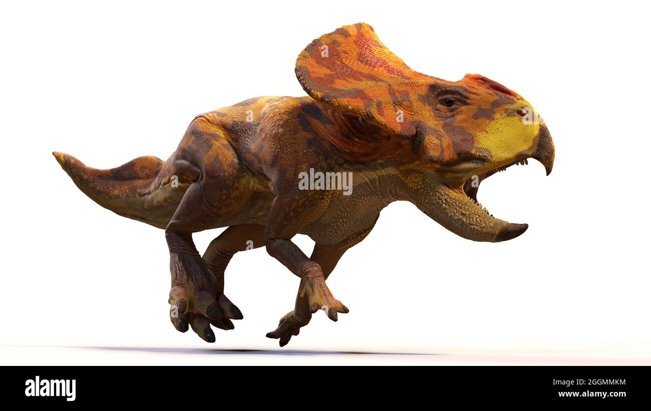 Protoceratops, dinosaur from the Late Cretaceous period, isolated with shadow on white background, 3d paleoart illustration Stock Photo