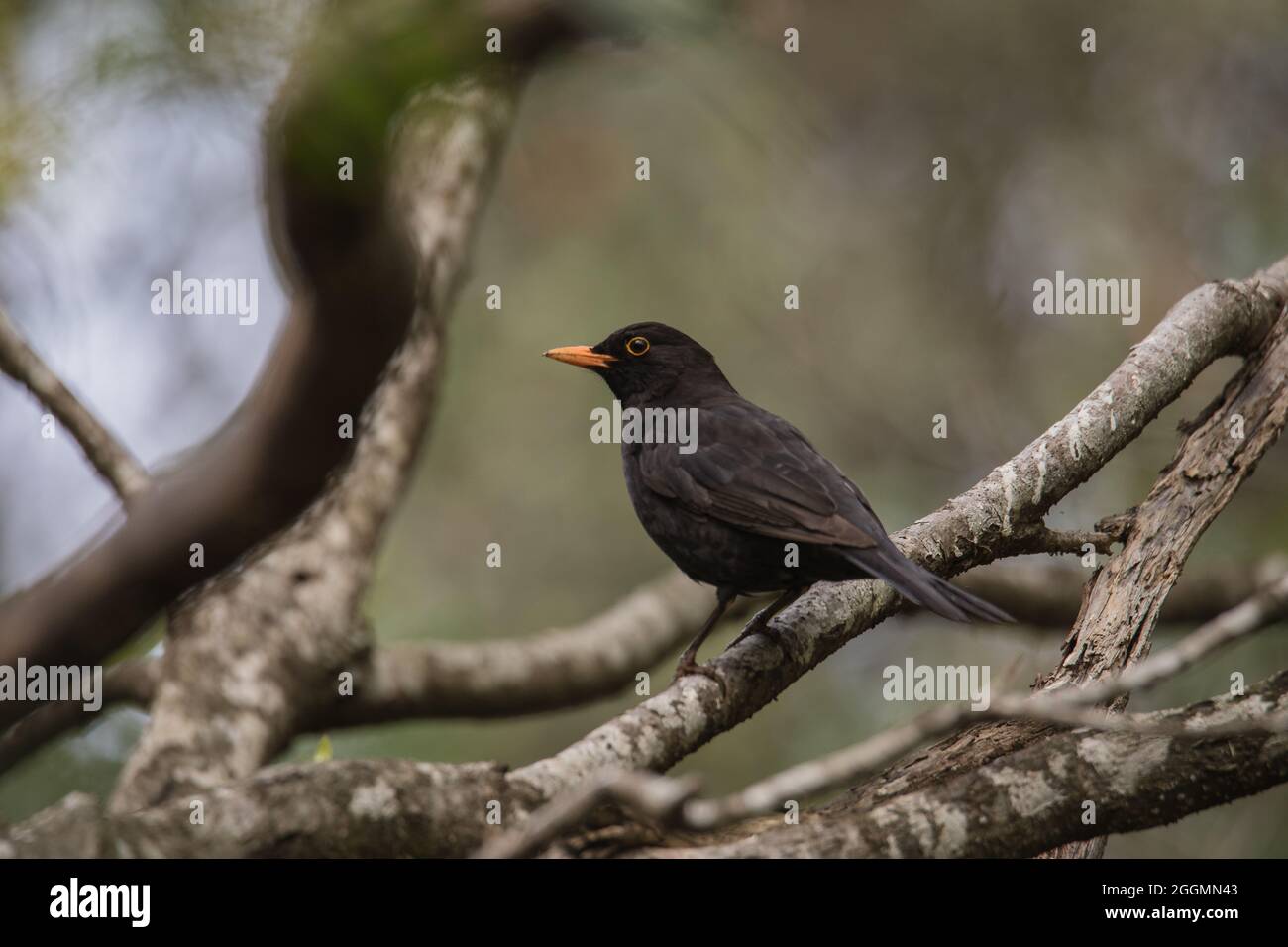 Male Blackbird on a branch in a forest. Stock Photo