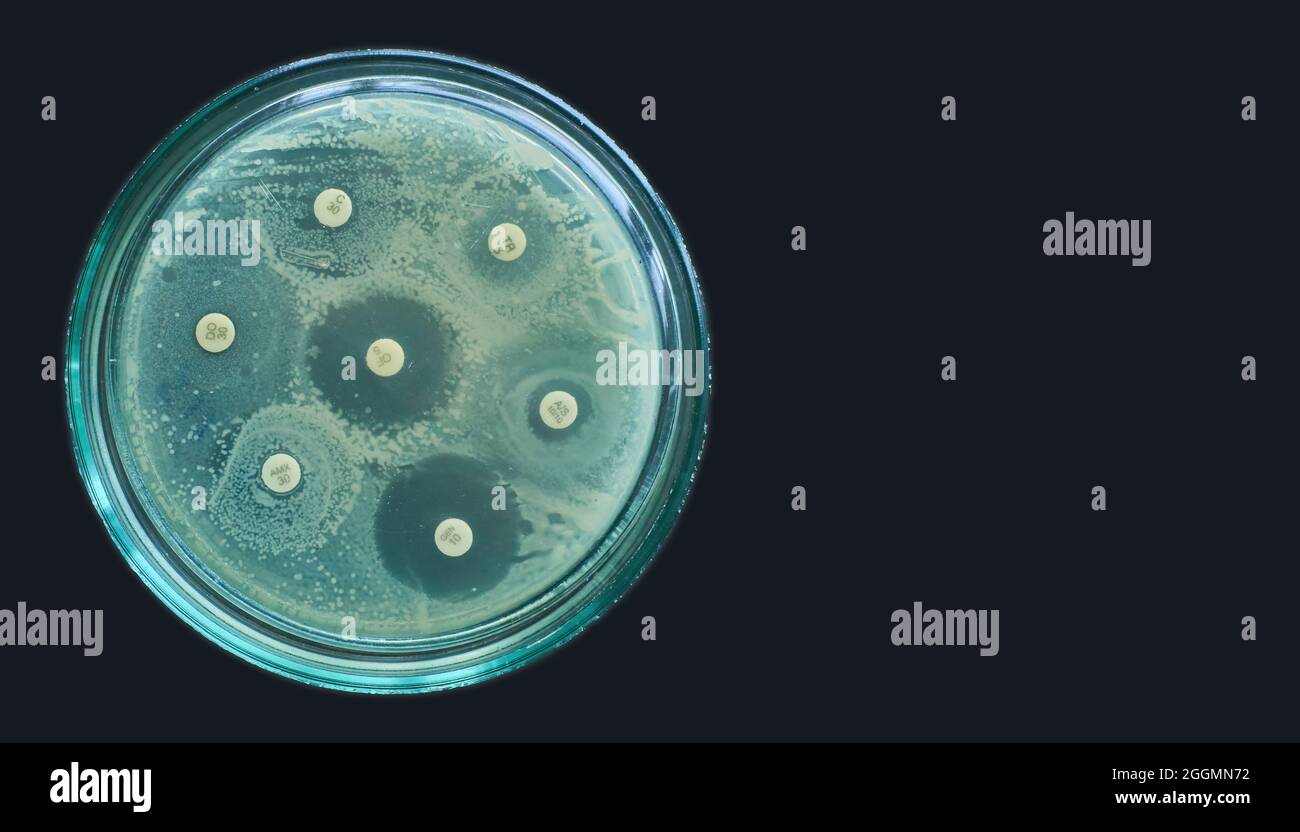 Kirby bauer Antimicrobial susceptibility test on petri dish black background Stock Photo
