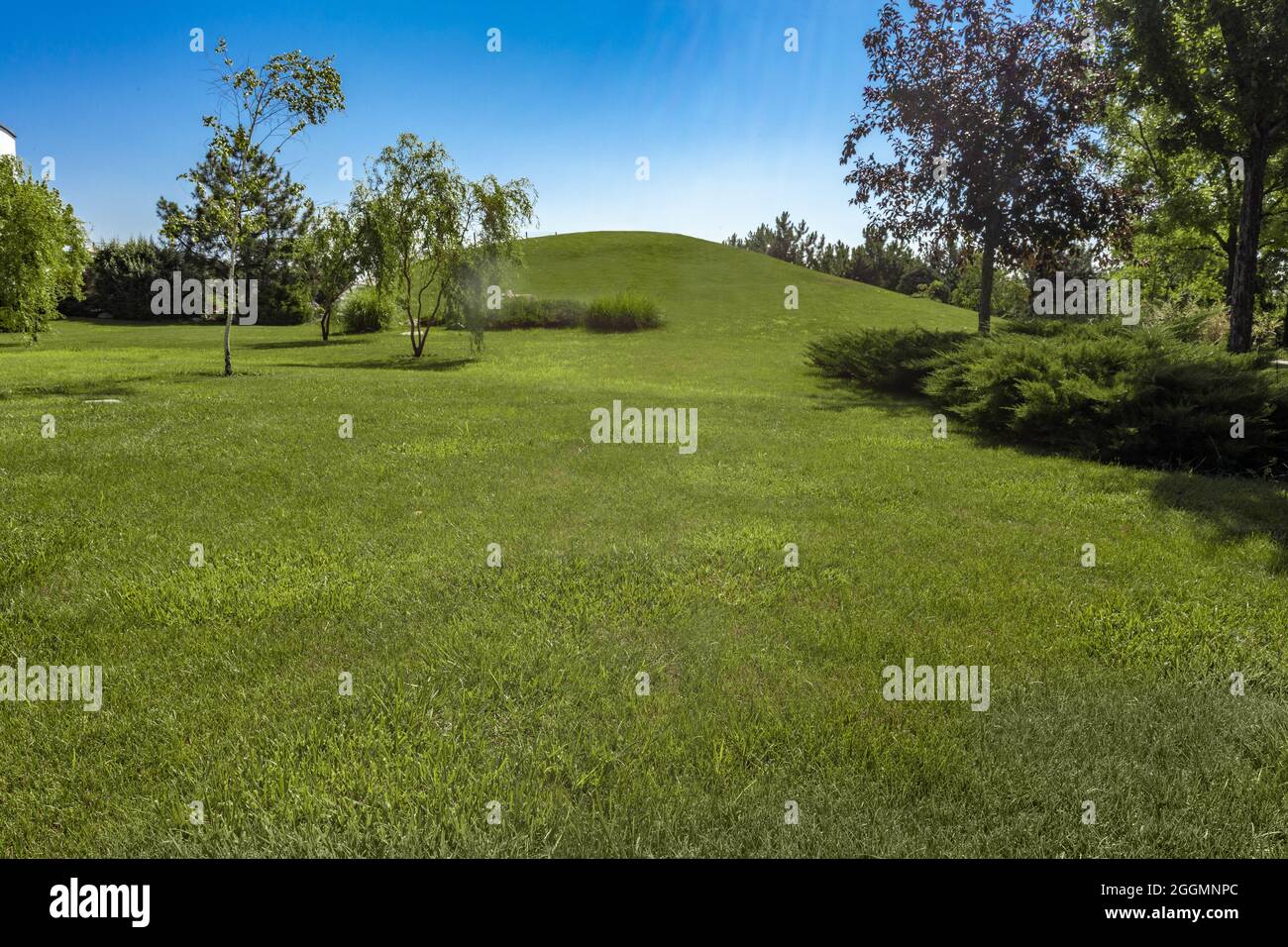 Summer landscape with hill covered with green grass surrounded by trees Stock Photo