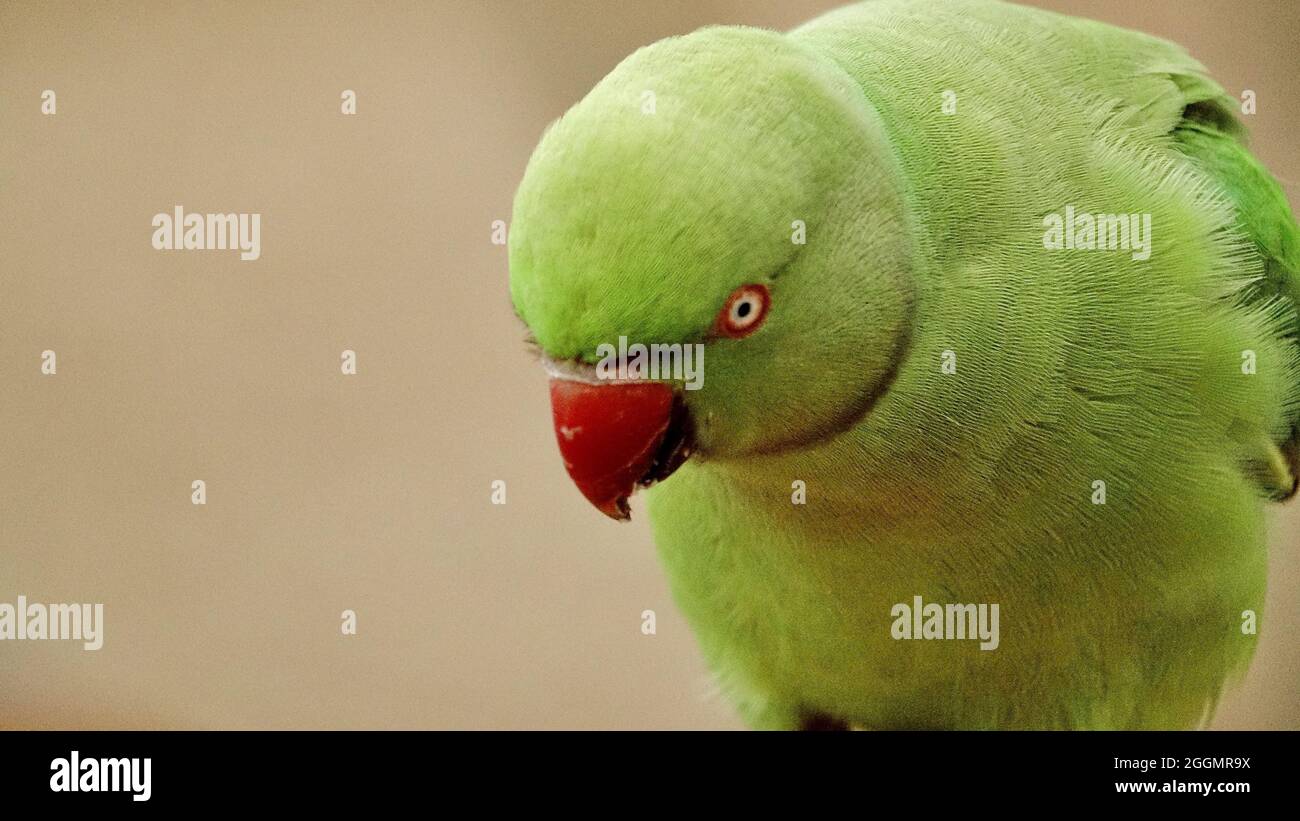Shallow focus shot of an adorable green parrot with an angry face ...