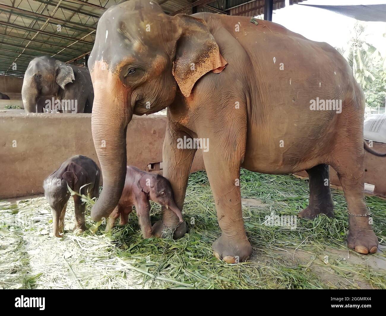 El-Elephant Twins El-Elephant Twins