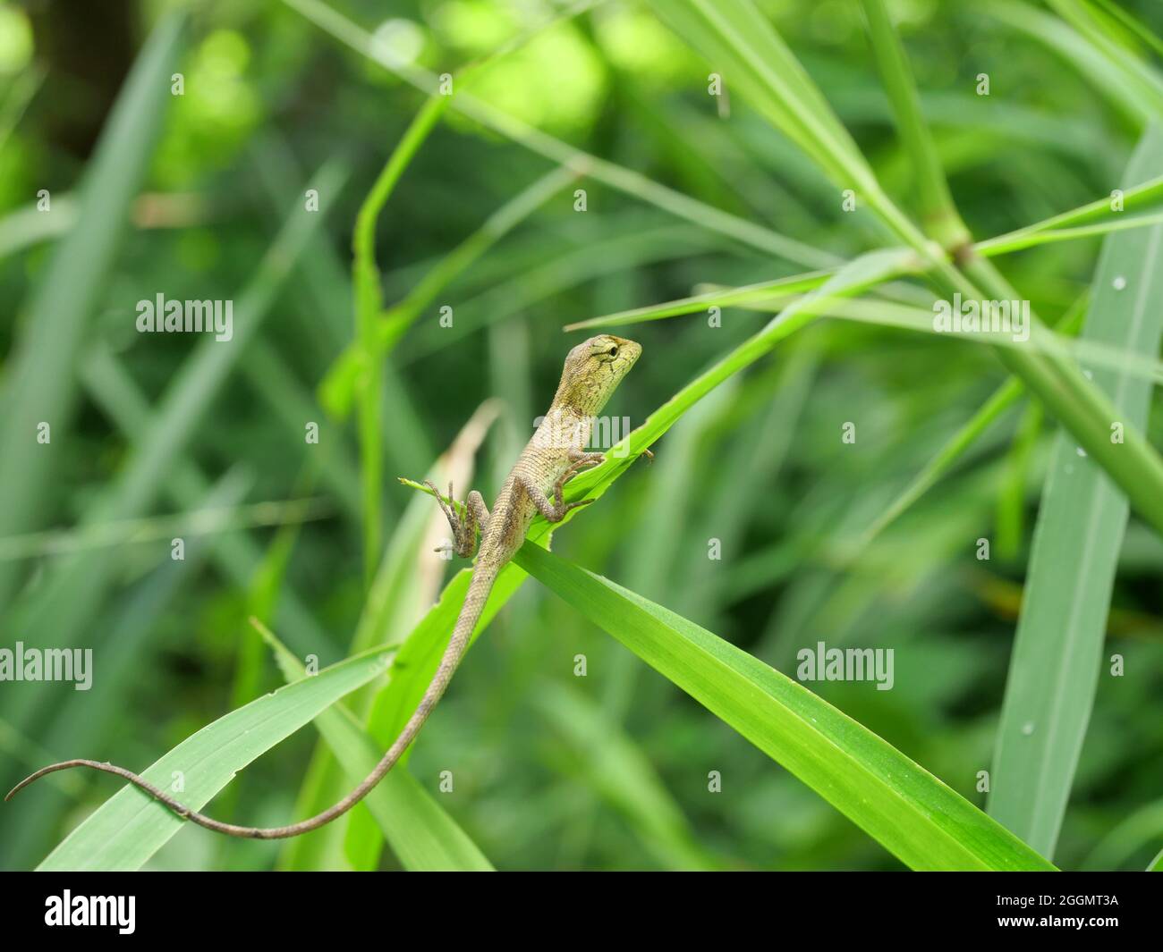 Closeup young Oriental garden or Eastern garden or Changeable lizard, Chameleon with natural green leaves in the background, Thailand Stock Photo