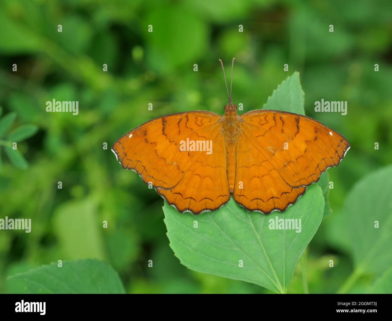 The Angled Castor Butterfly on leaf with natural green background, Orange and brown stripes and white spots on tropical insect wings, Thailand Stock Photo