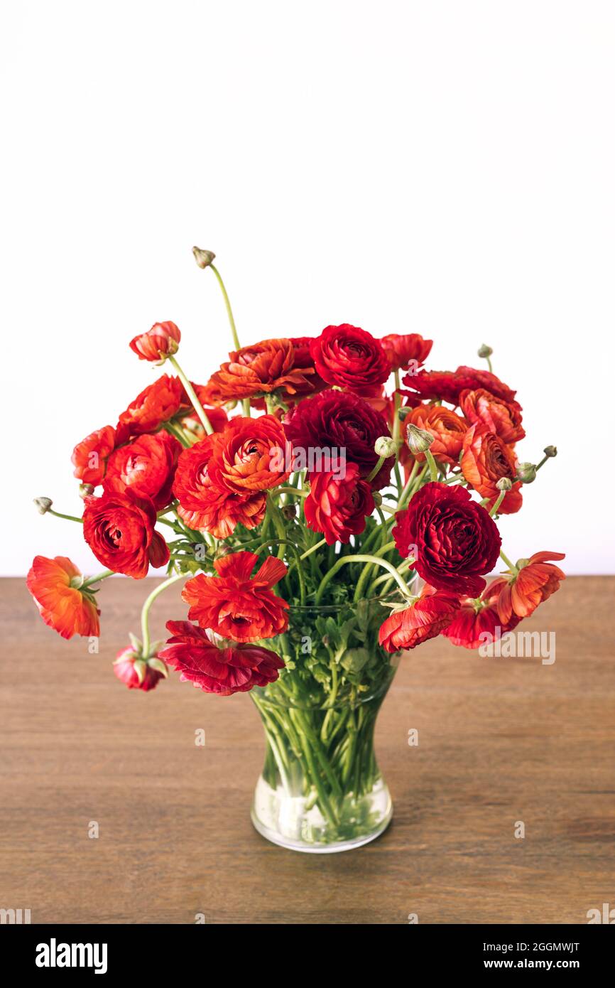 Red persian buttercups in a glass vase on wooden table. Ranunculus asiaticus. Stock Photo