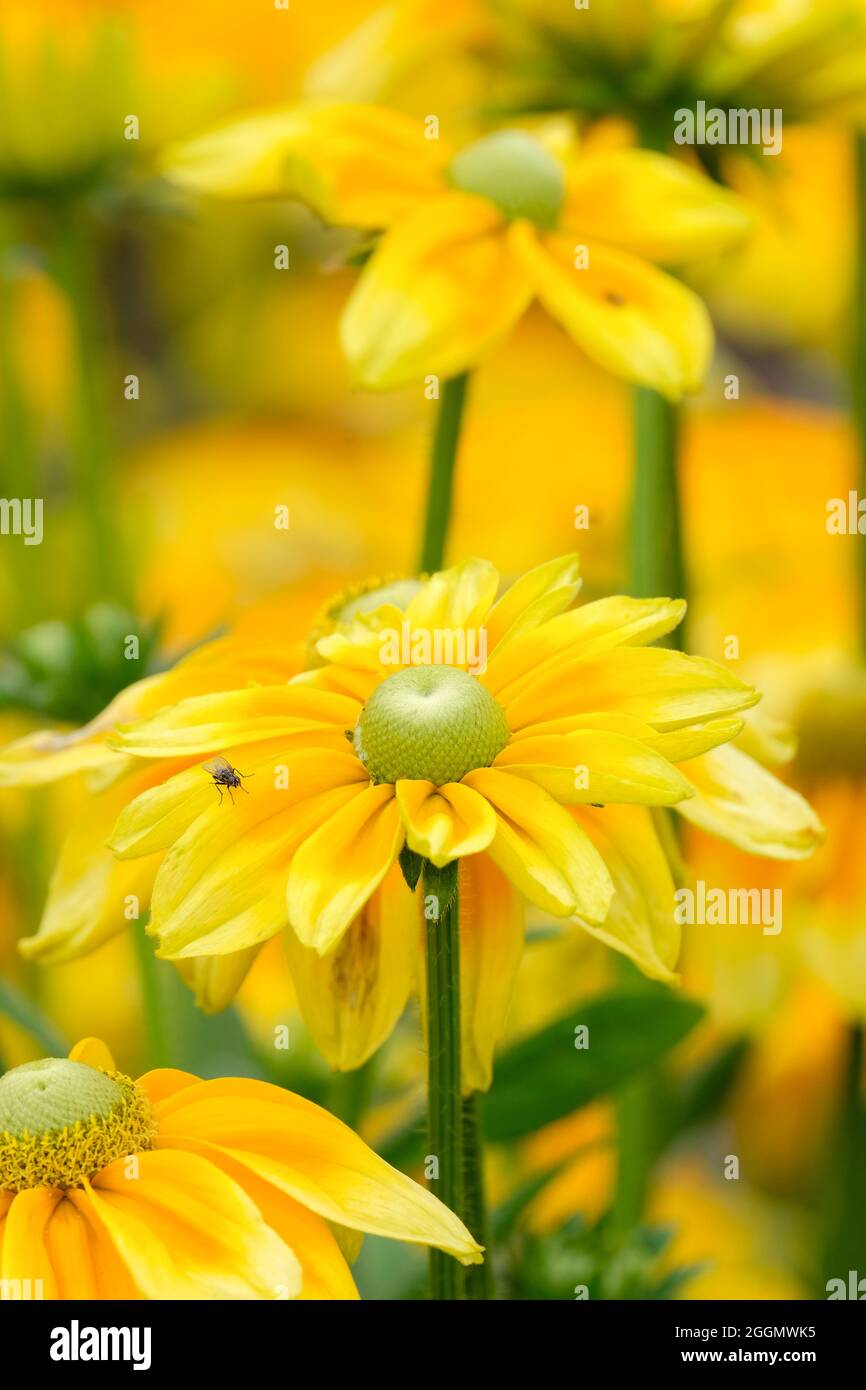 rudbeckia-hirta-prairie-sun-black-eyed-susan-prairie-sun