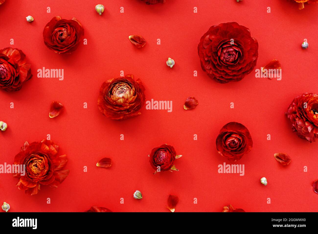 Flowers pattern background. Flower, petals and buds on bright red background. Stock Photo