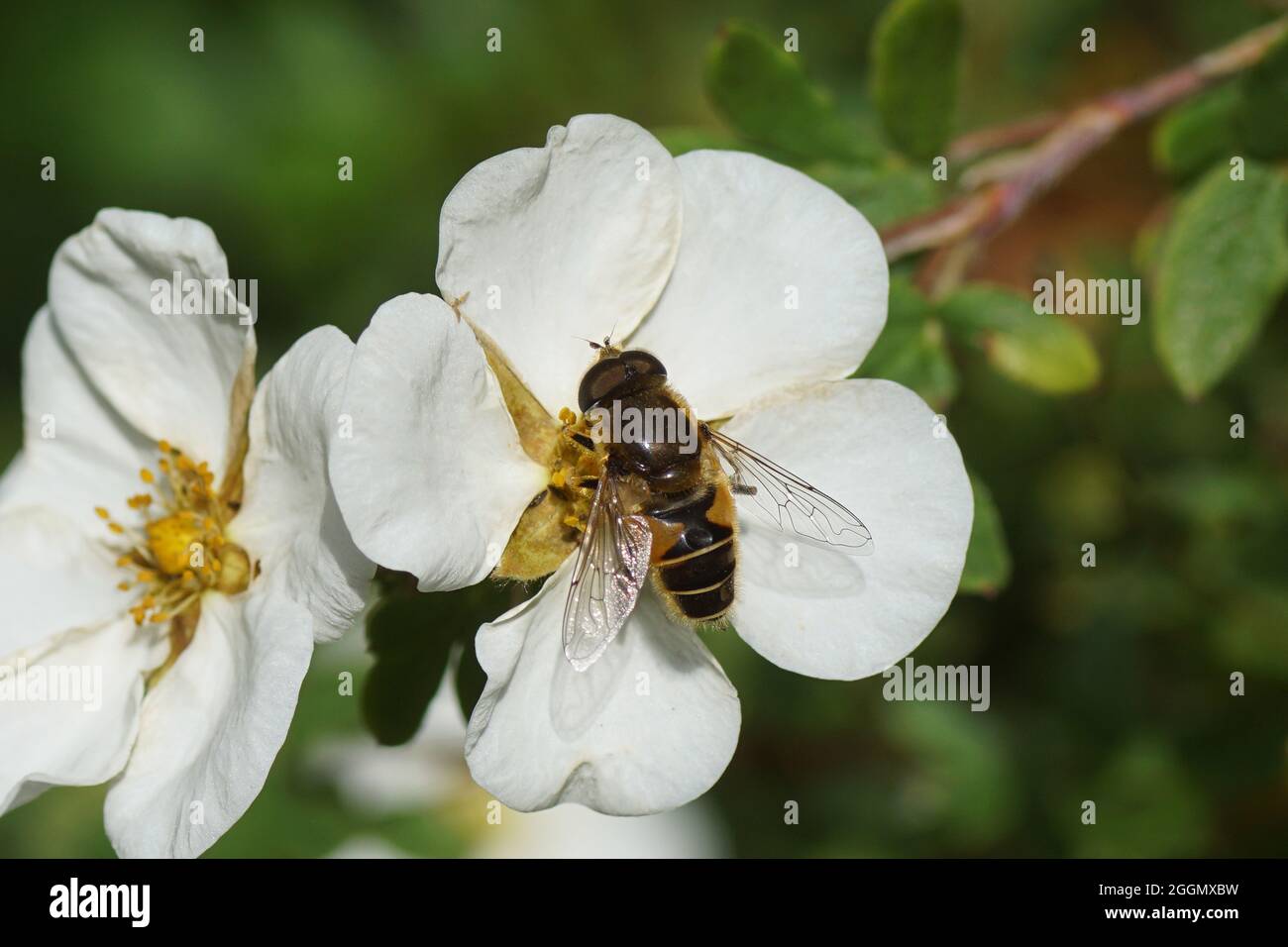 Drone fly, Eristalis horticola, synonym Eristalis lineata on white flowers  of shrubby cinquefoil (Potentilla fruticosa 'Abbotswood'), family Rosaceae  Stock Photo - Alamy
