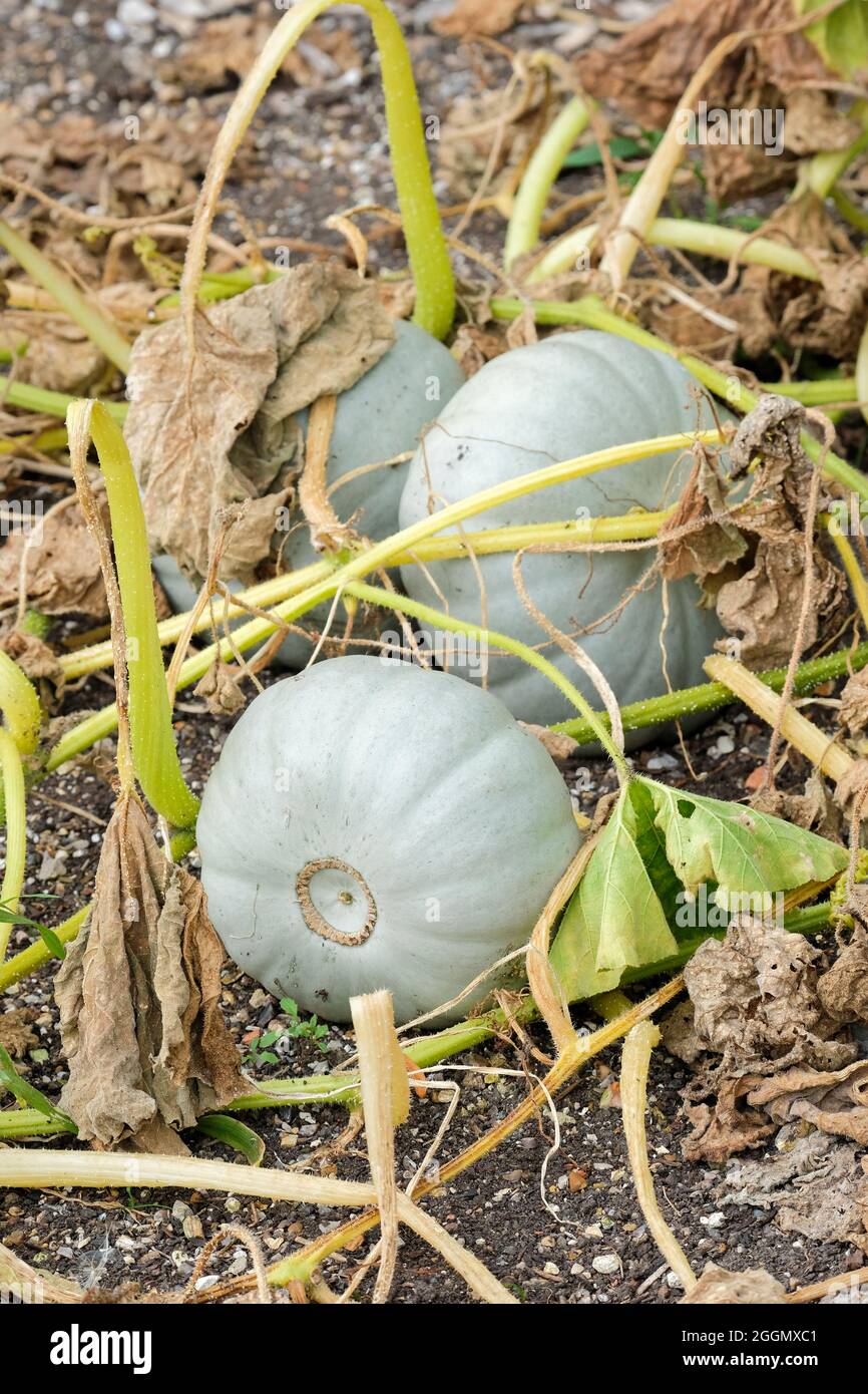 Cucurbita maxima 'Crown Prince'. Winter squash 'Crown Prince'. Grey-skinned variety. Pumpkin 'Crown Prince'. Stock Photo