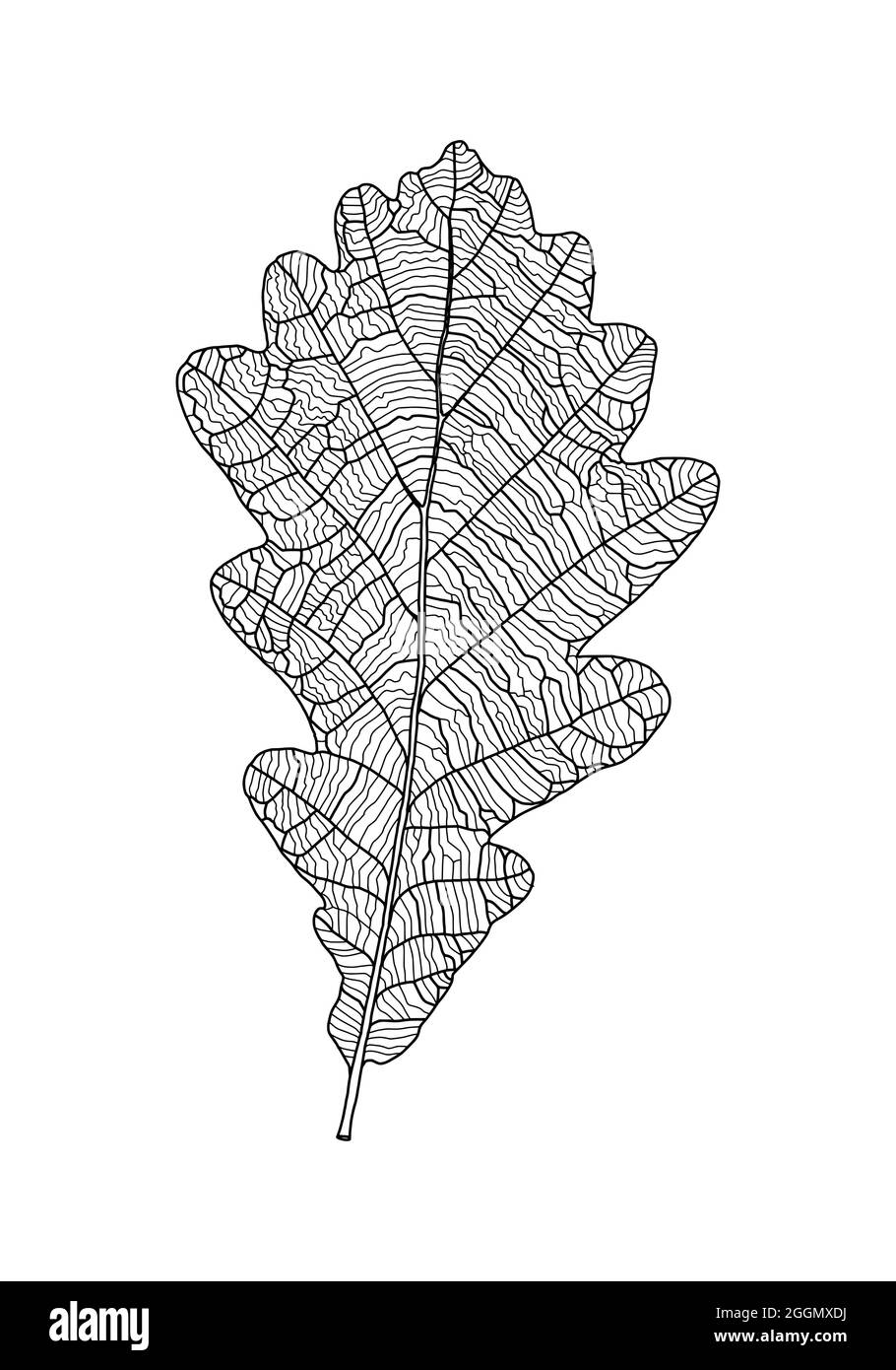 Oak Leaf Line Drawing