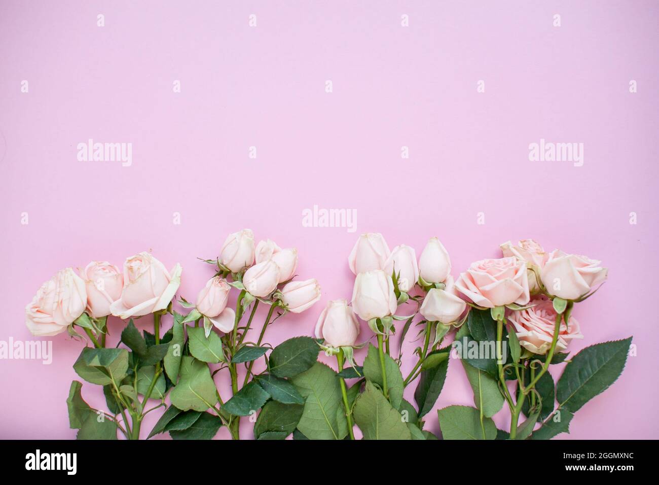 Spray roses hi-res stock photography and images - Alamy