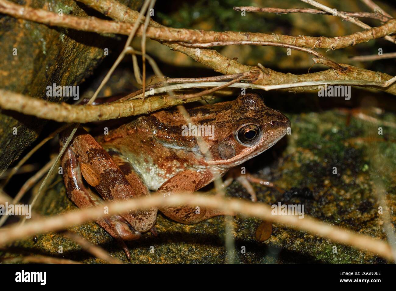 Common frog in its puddle at dusk Stock Photo